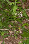 Fourleaf milkweed